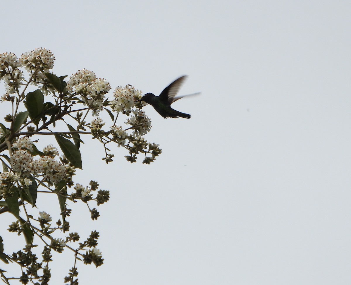 Golden-tailed Sapphire - ML647782303