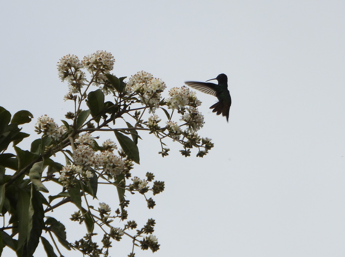 Golden-tailed Sapphire - ML647782304