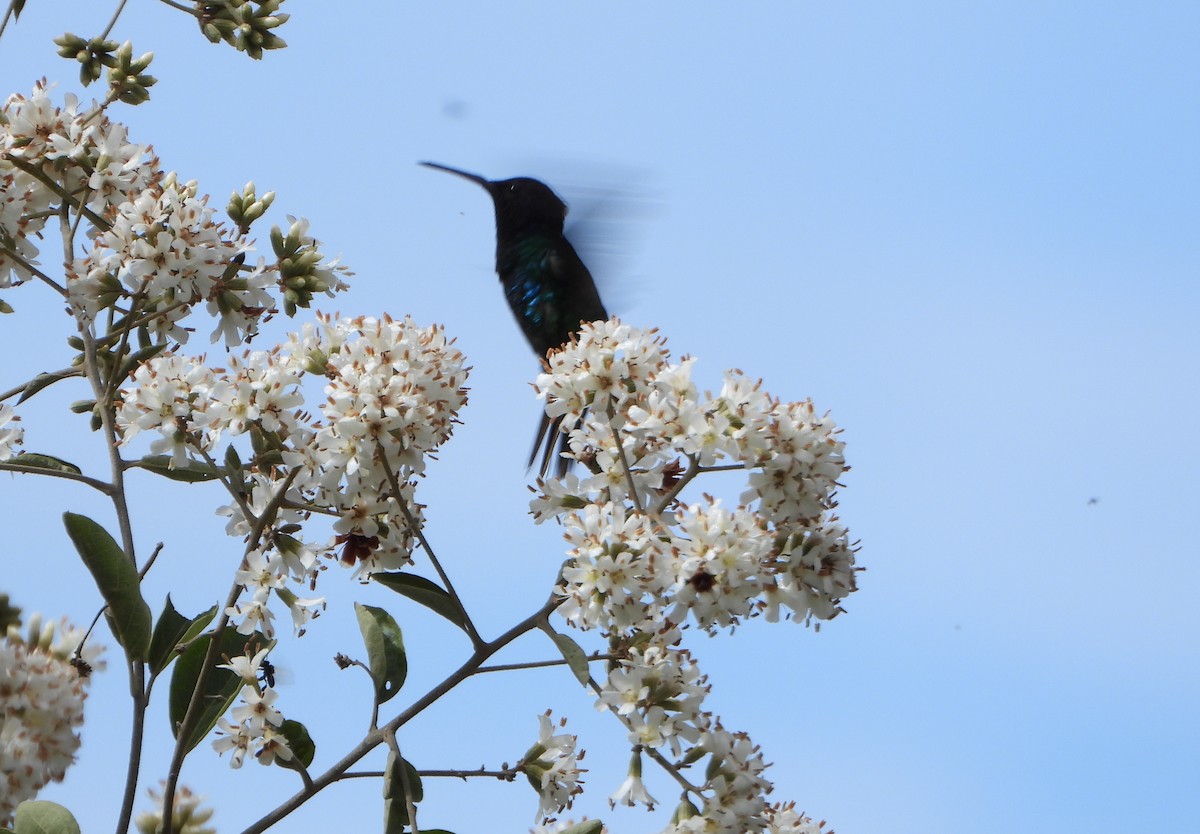 Golden-tailed Sapphire - ML647782305