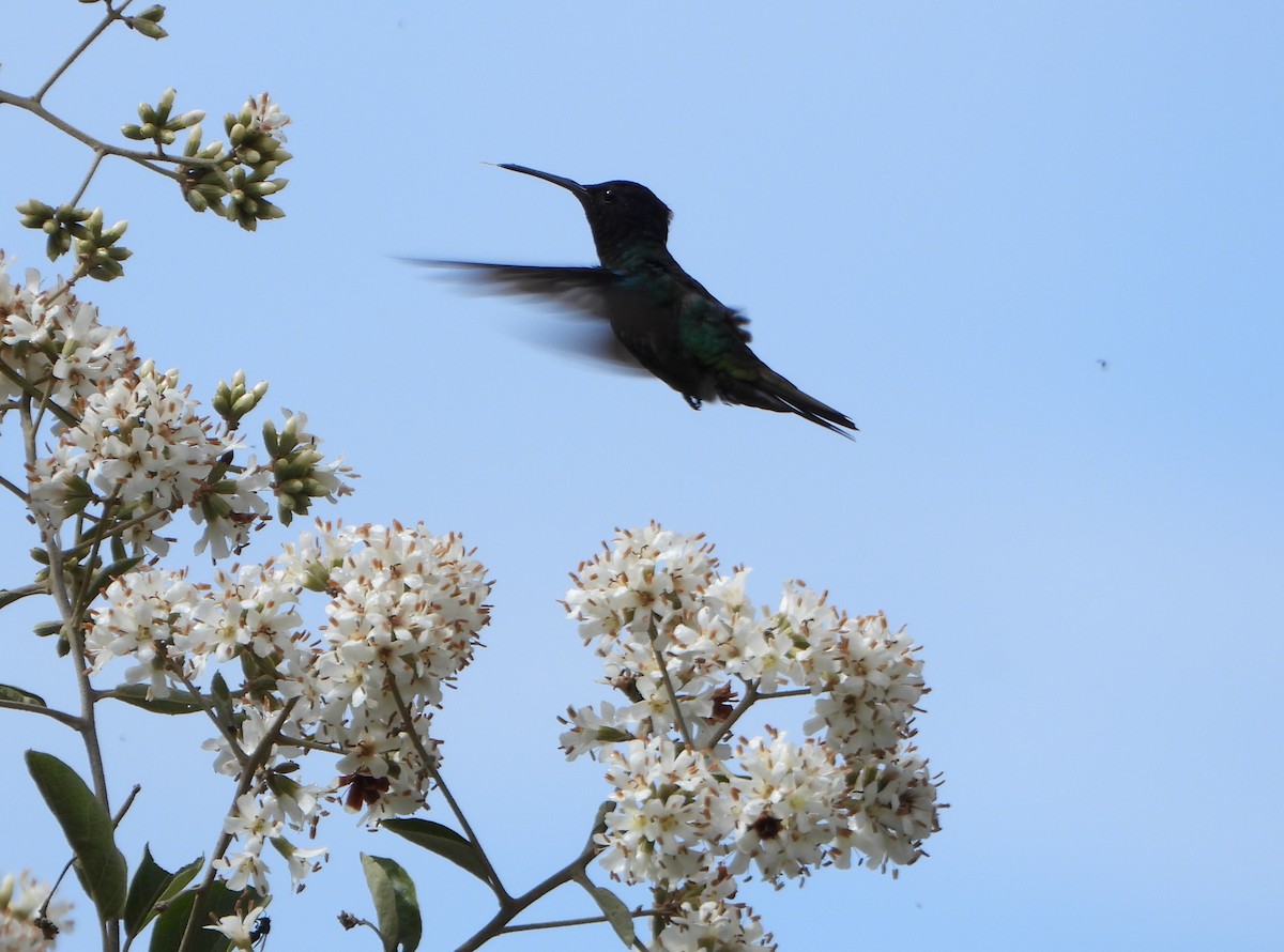 Golden-tailed Sapphire - ML647782306