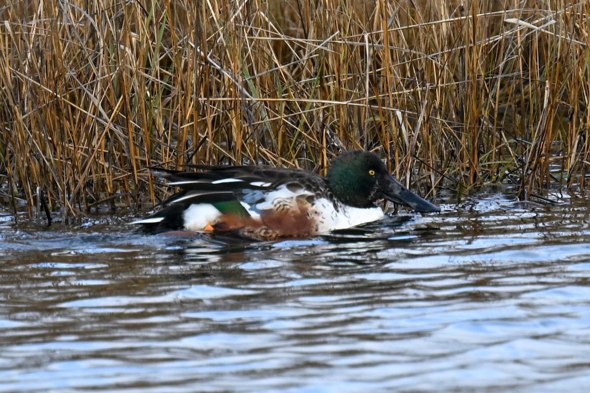 Cuchara Común - ML647782308