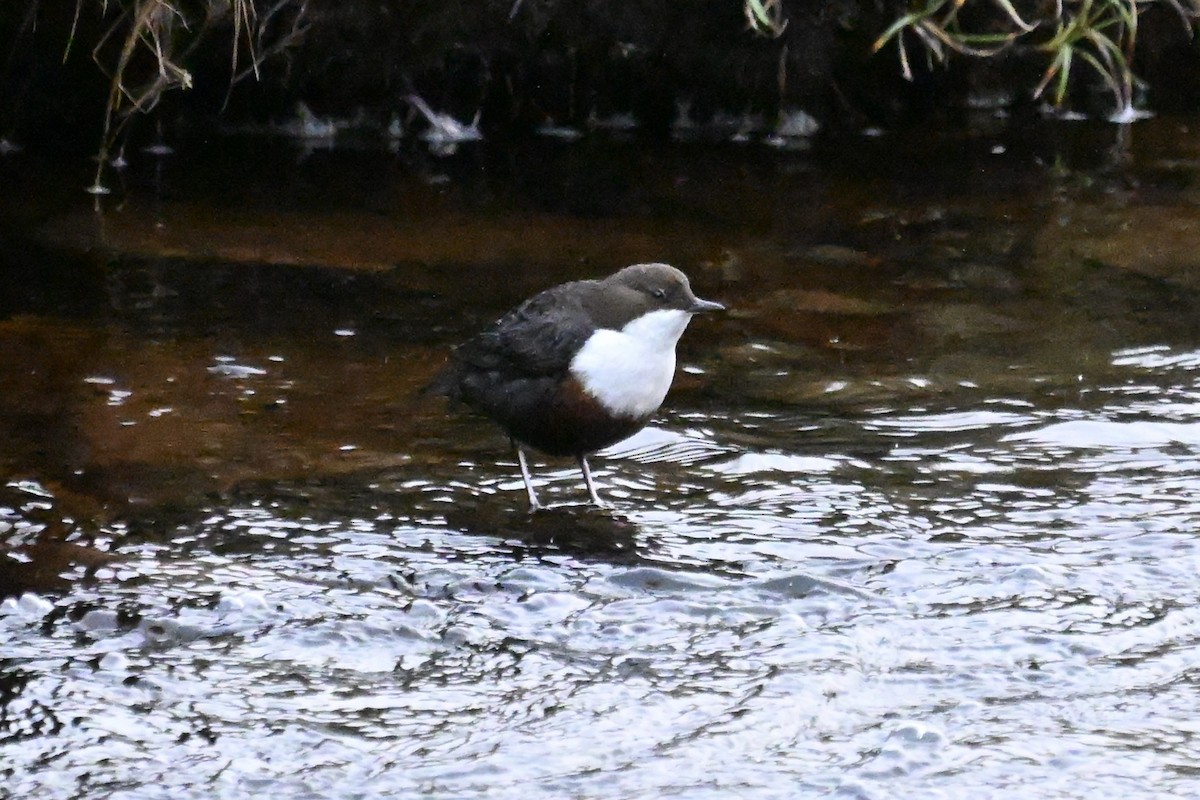 skorec vodní - ML647782314