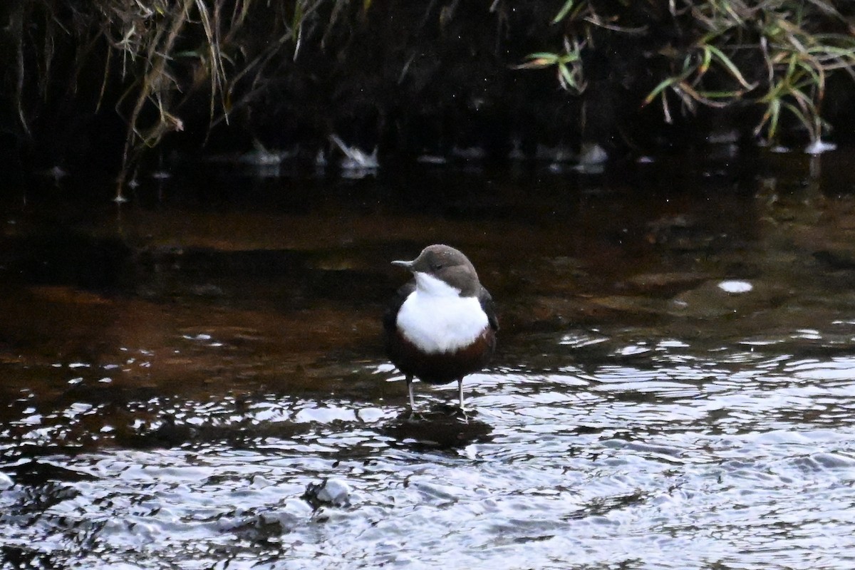 skorec vodní - ML647782315