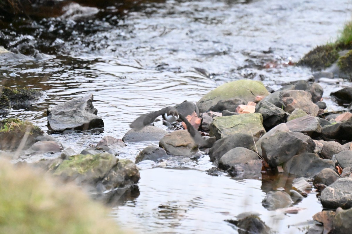 skorec vodní - ML647782316