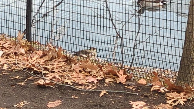 Чирянка мала - ML647782318