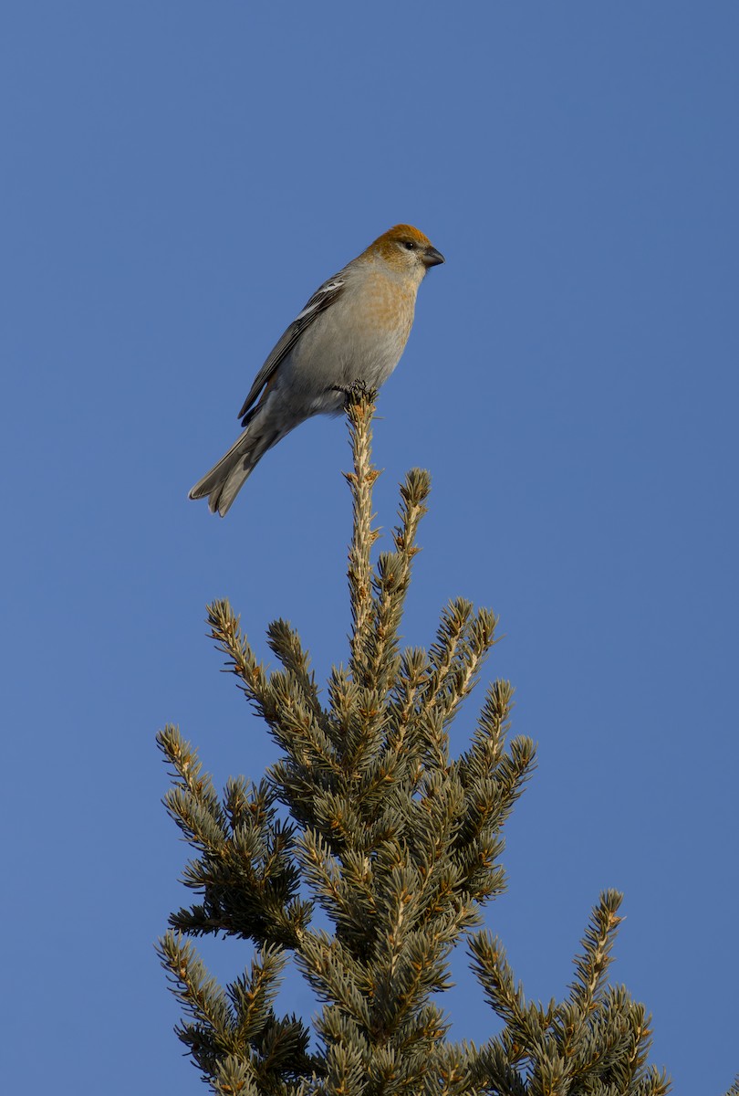 Pinu-gailupa - ML647782319