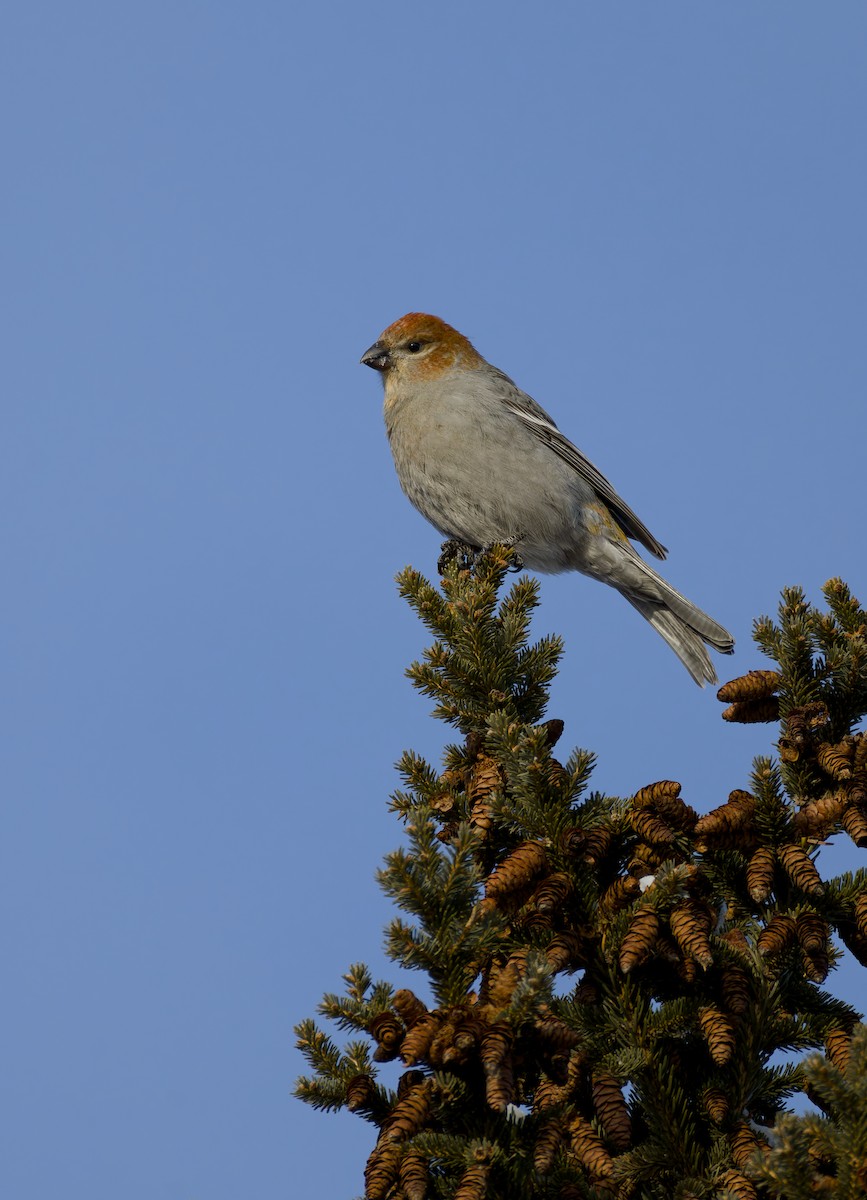 Pinu-gailupa - ML647782320