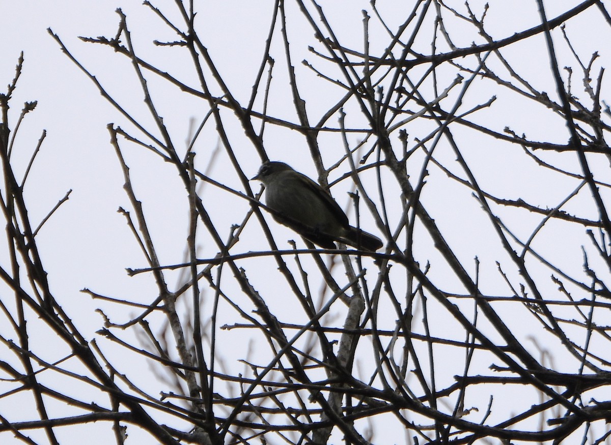 Venezuelan Tyrannulet - ML647782325