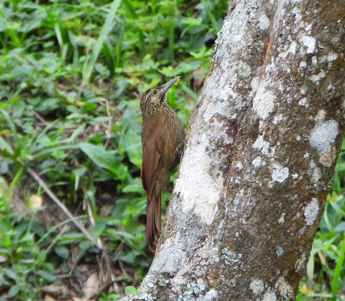 Black-banded Woodcreeper - ML647782326