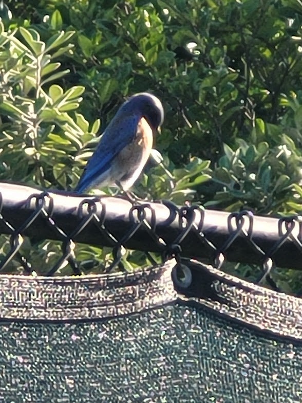 Western Bluebird - ML647782334