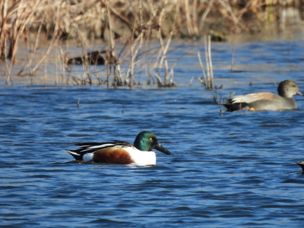 Cuchara Común - ML647782372