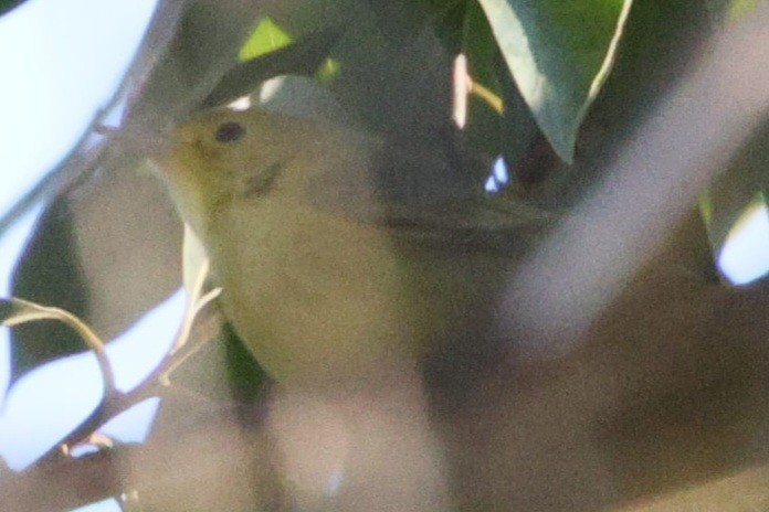 Northern Yellow Warbler - ML647782377