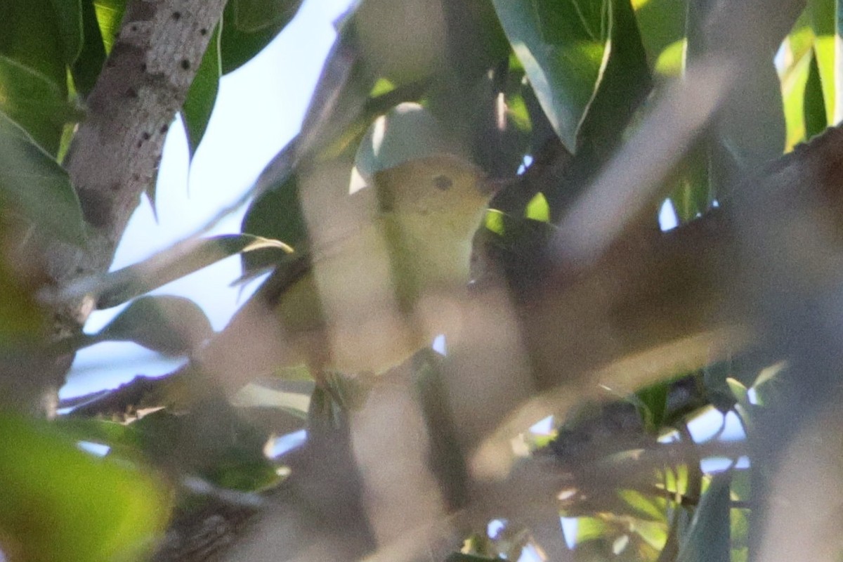 Northern Yellow Warbler - ML647782378