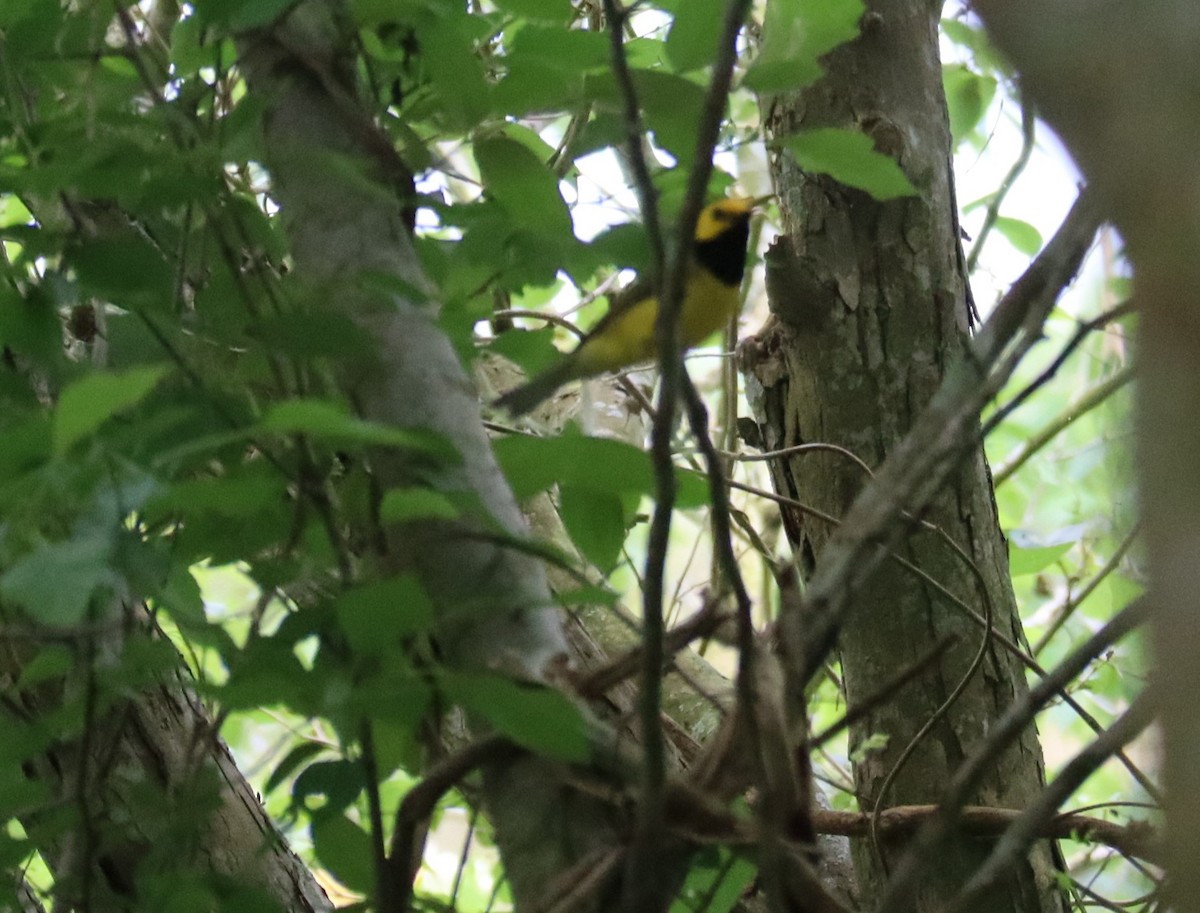 クロズキンアメリカムシクイ - ML647782386