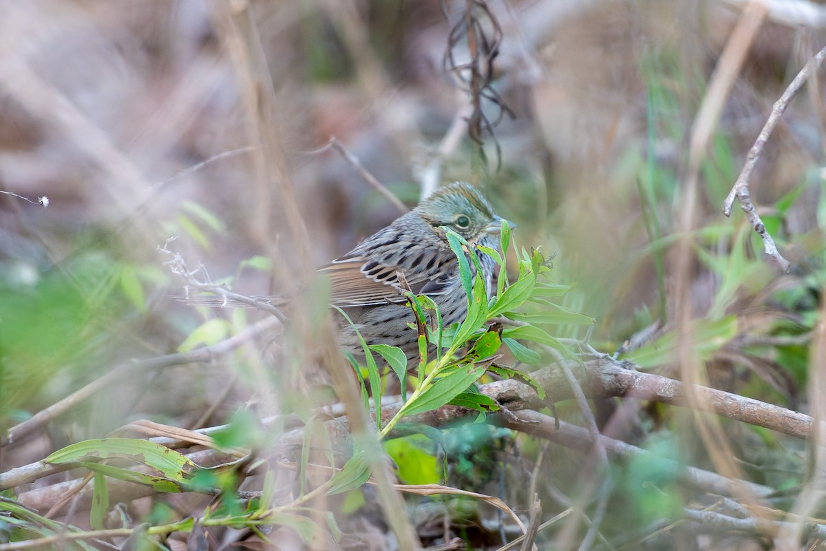 strnadec pruhohlavý - ML647782402