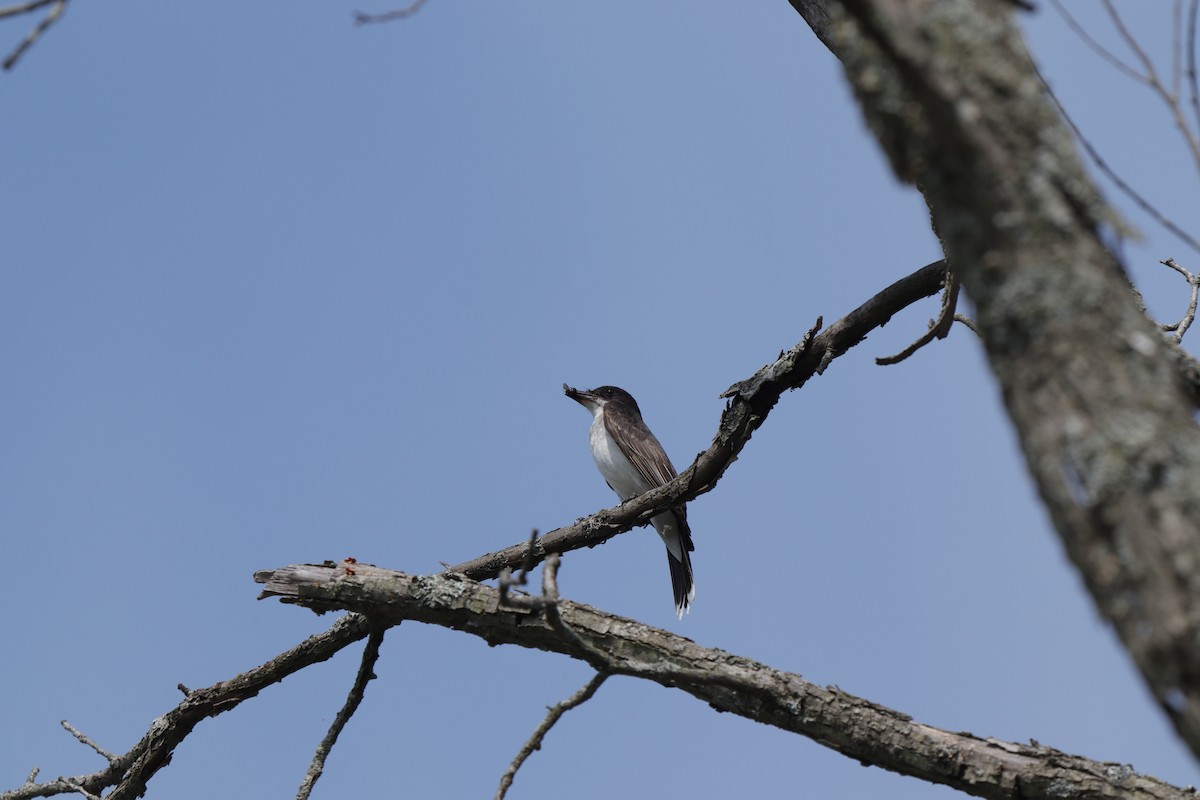 Tyran tritri - ML647782403