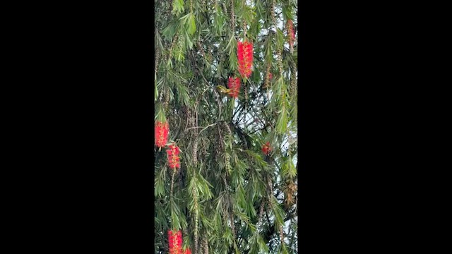 Окулярник японський - ML647782405