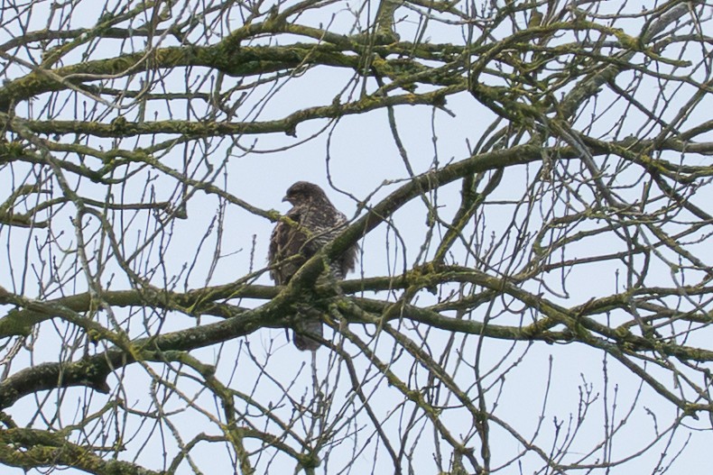 Buse variable - ML647782444