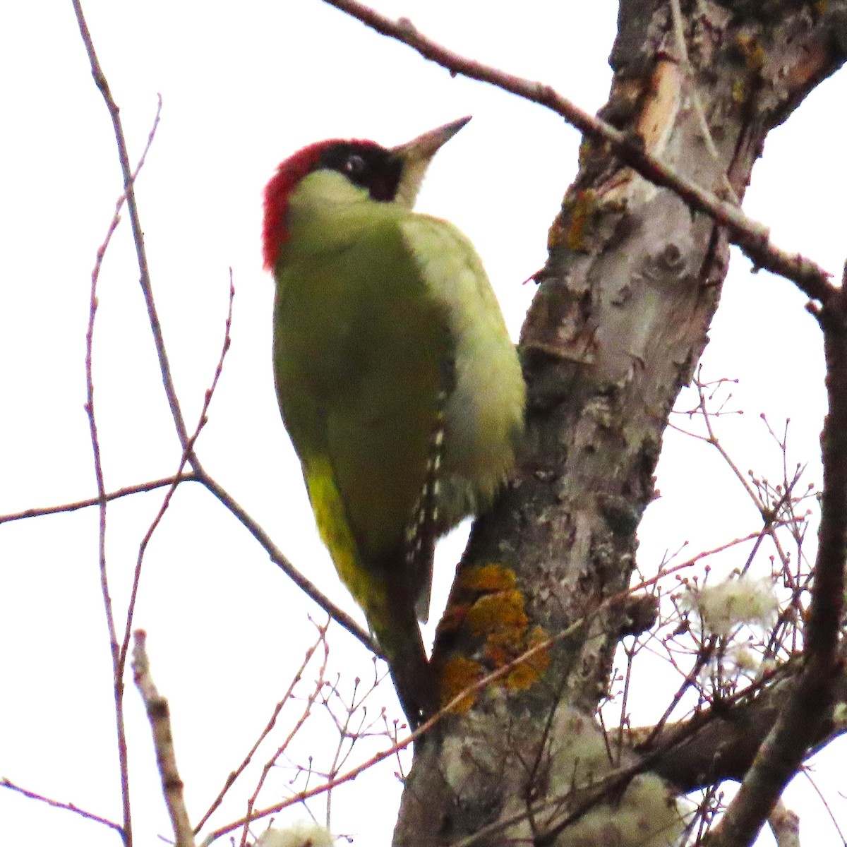 žluna zelená - ML647782458