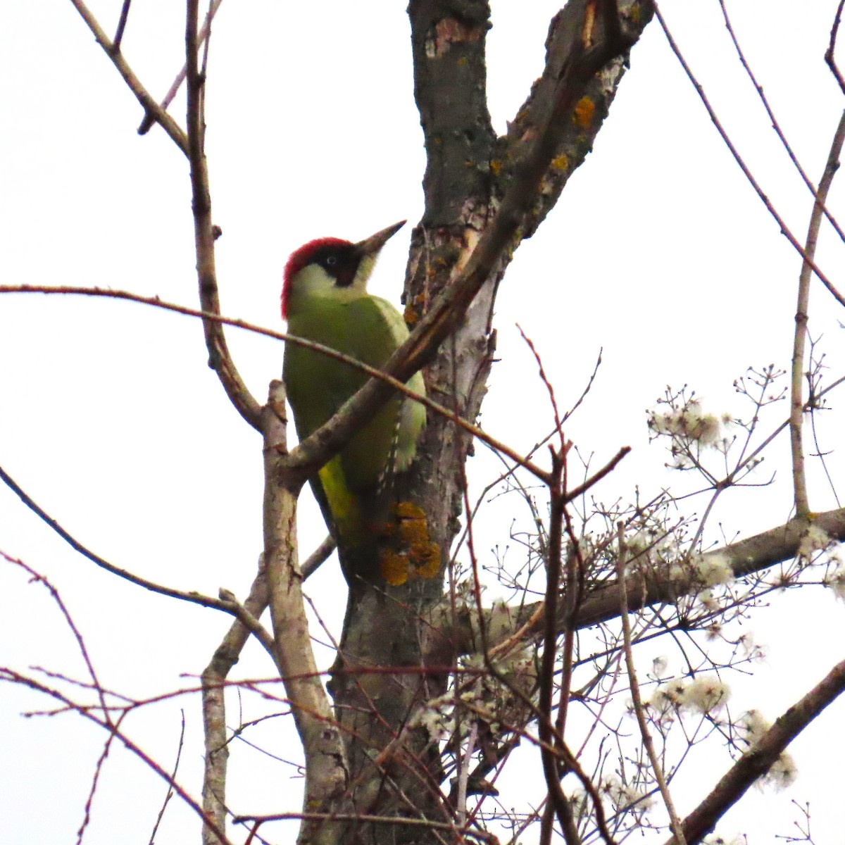 žluna zelená - ML647782459