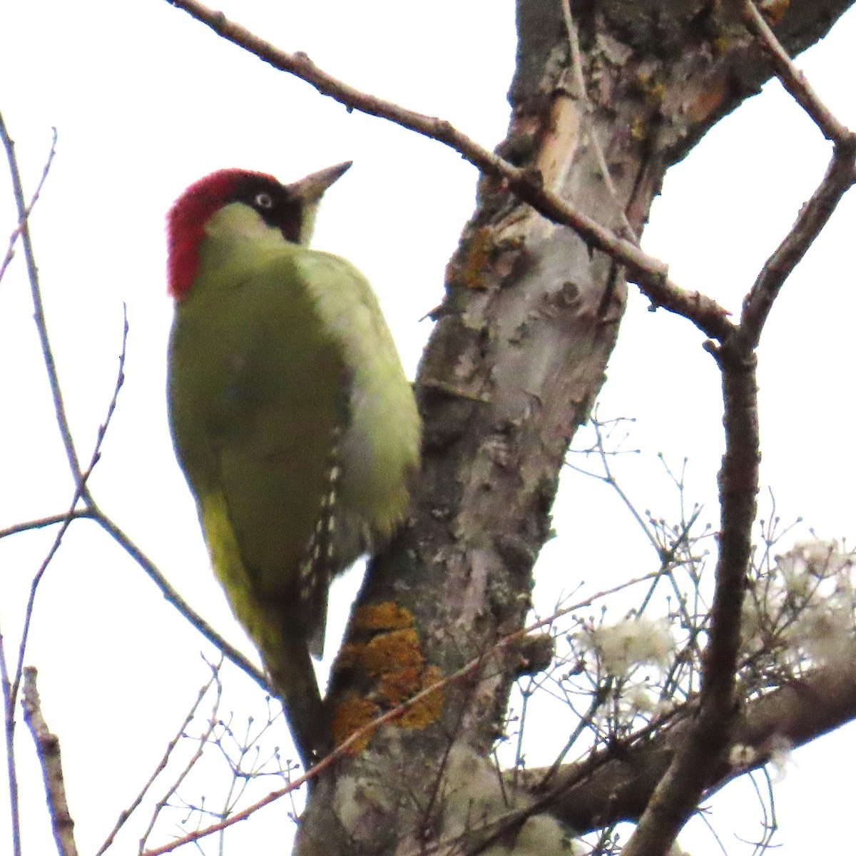 žluna zelená - ML647782460