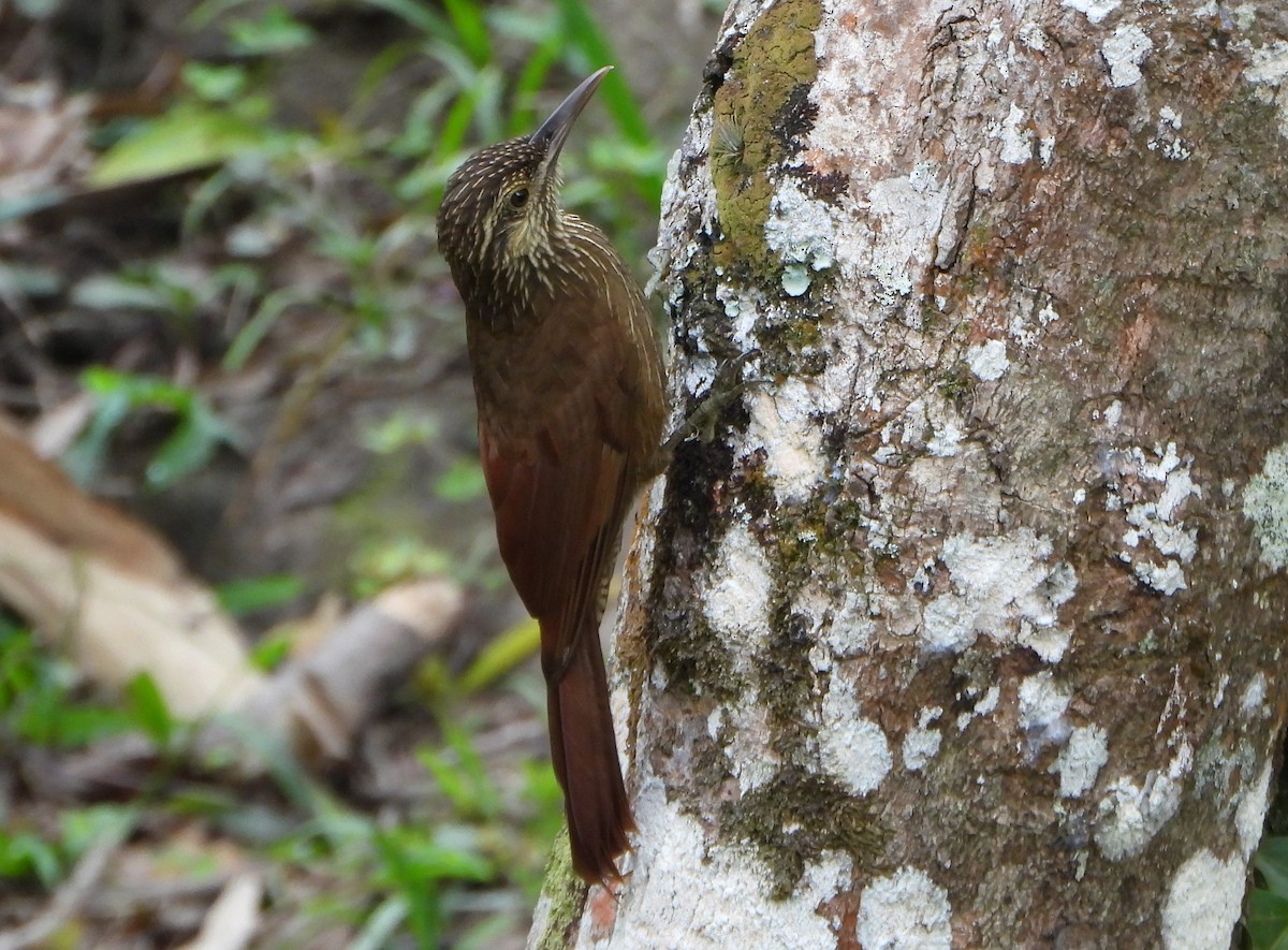 Black-banded Woodcreeper - ML647782468