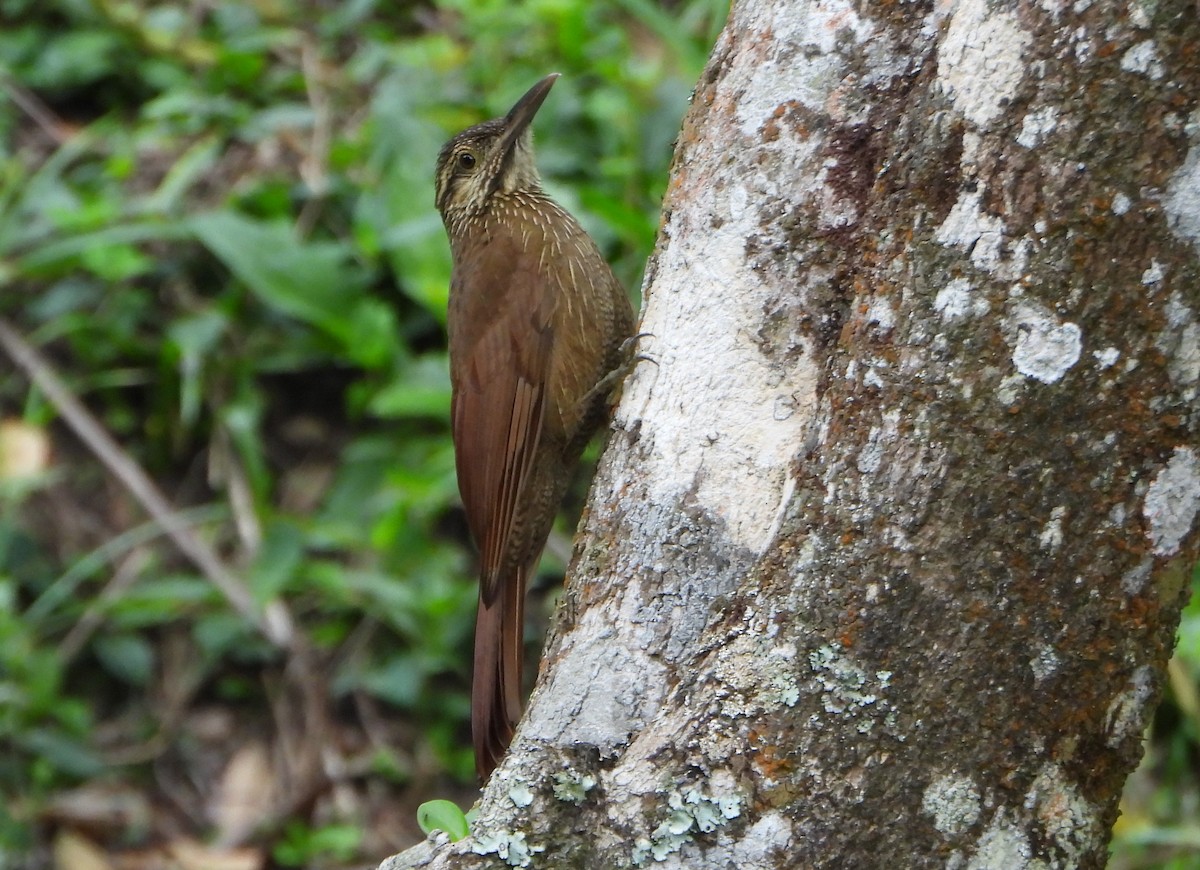 Black-banded Woodcreeper - ML647782469