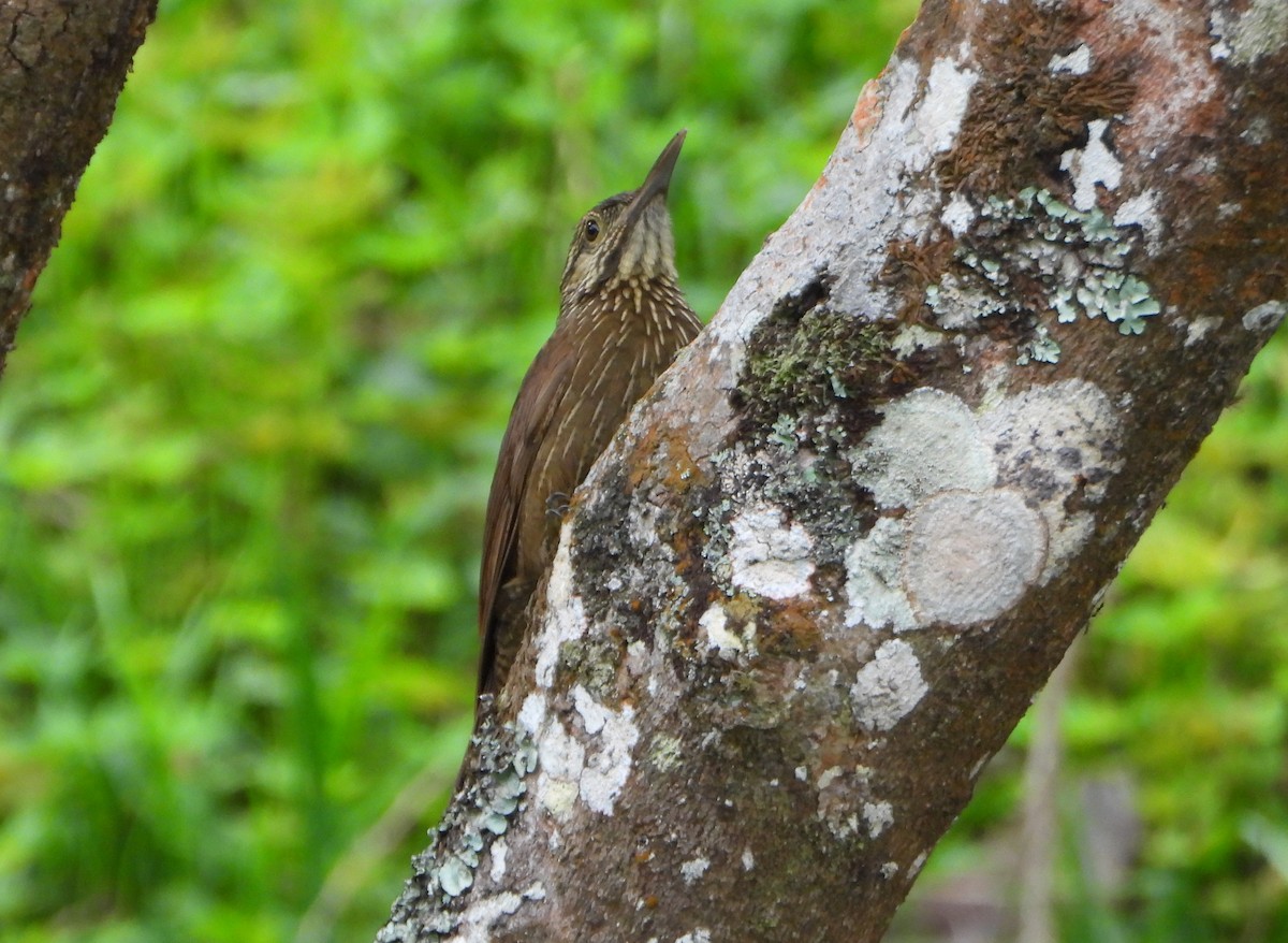 Black-banded Woodcreeper - ML647782470