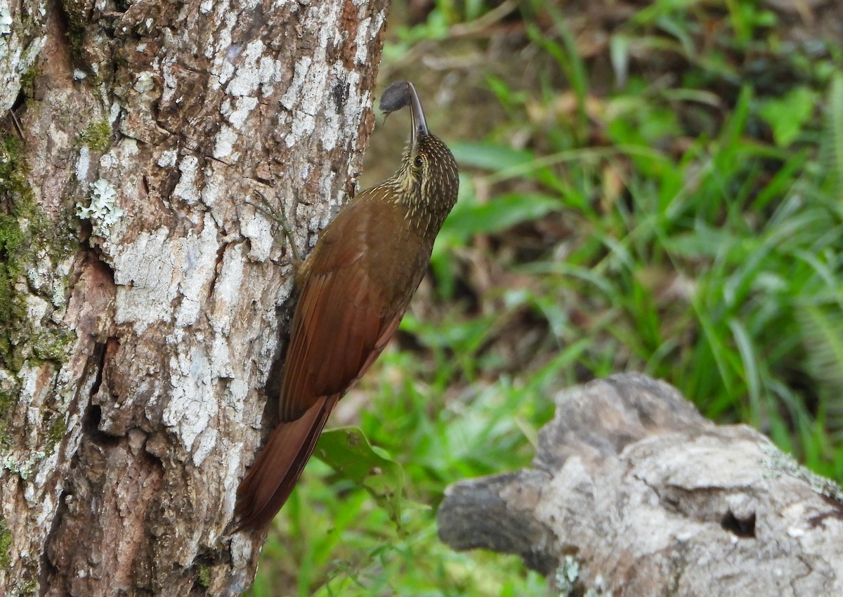 Black-banded Woodcreeper - ML647782472