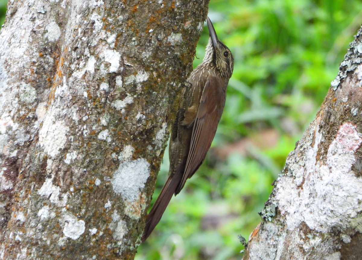 Black-banded Woodcreeper - ML647782473