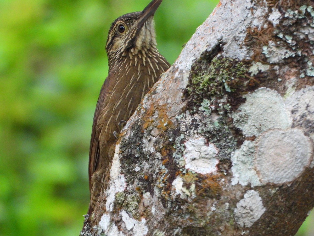Black-banded Woodcreeper - ML647782474