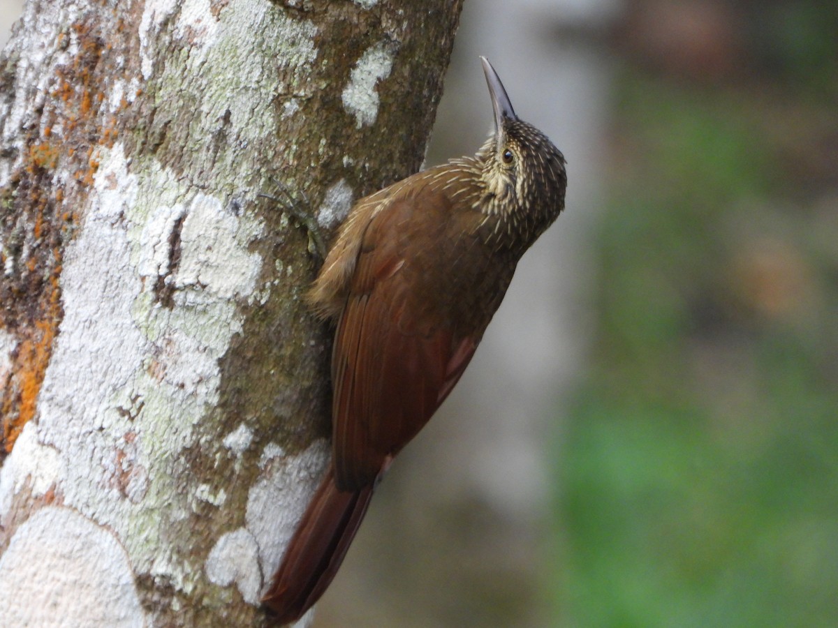 Black-banded Woodcreeper - ML647782476