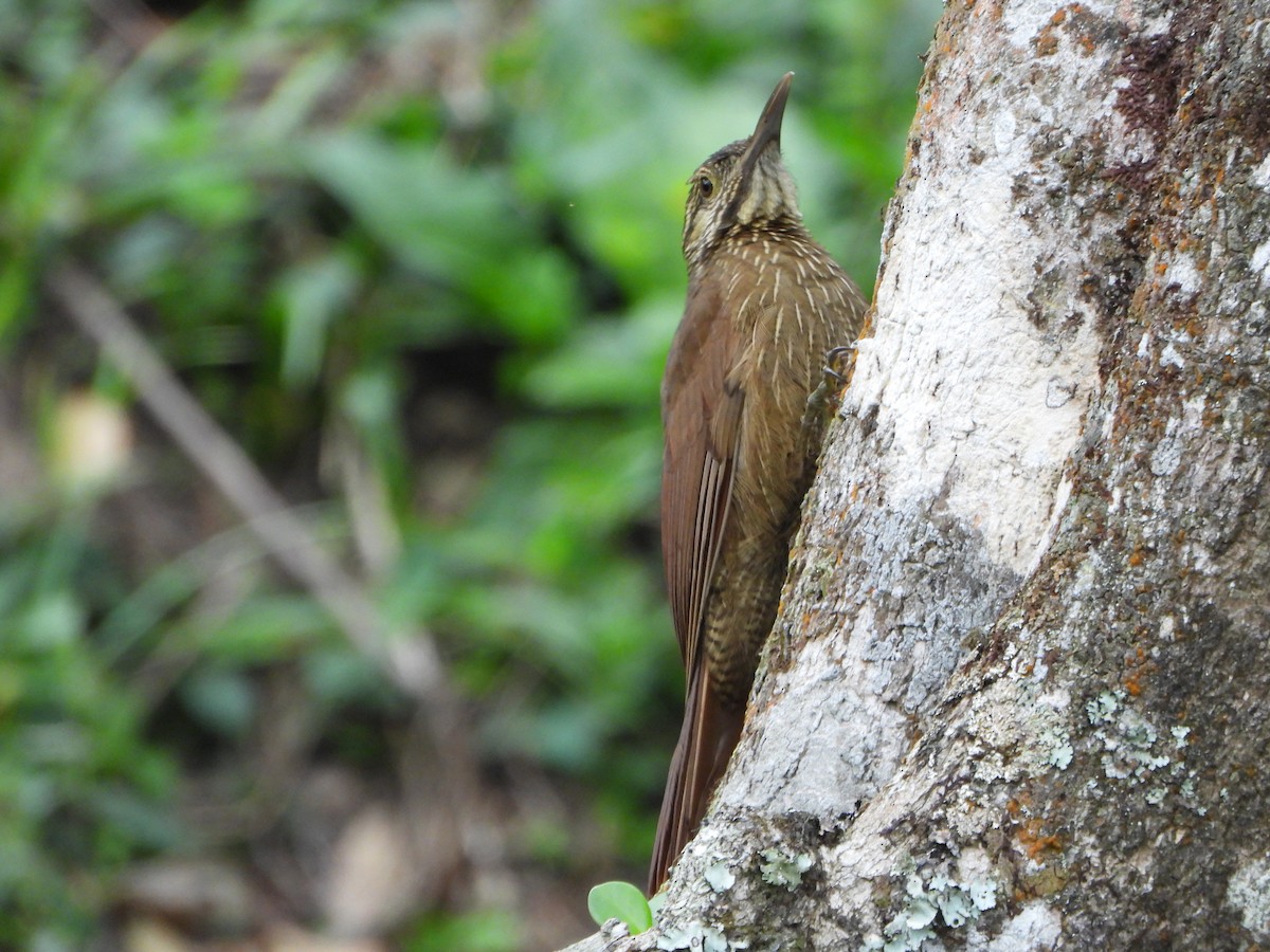 Black-banded Woodcreeper - ML647782477