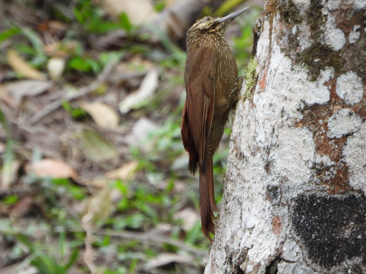 Black-banded Woodcreeper - ML647782478