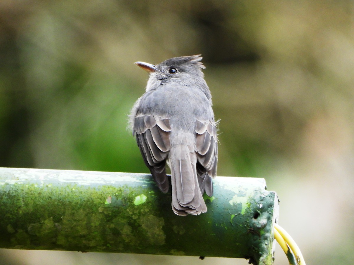 Smoke-colored Pewee - ML647782490