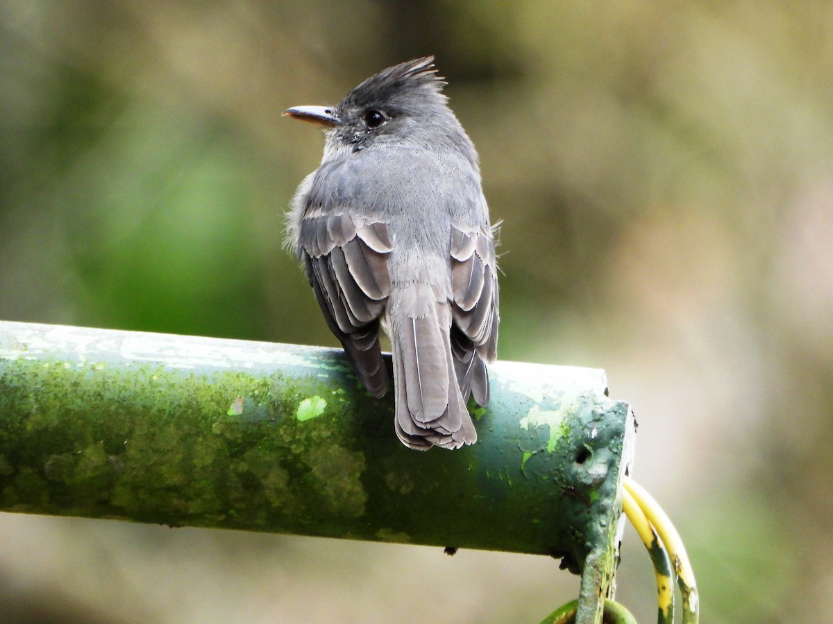 Smoke-colored Pewee - ML647782491