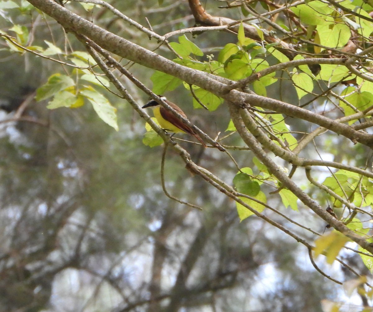 Great Kiskadee - ML647782499