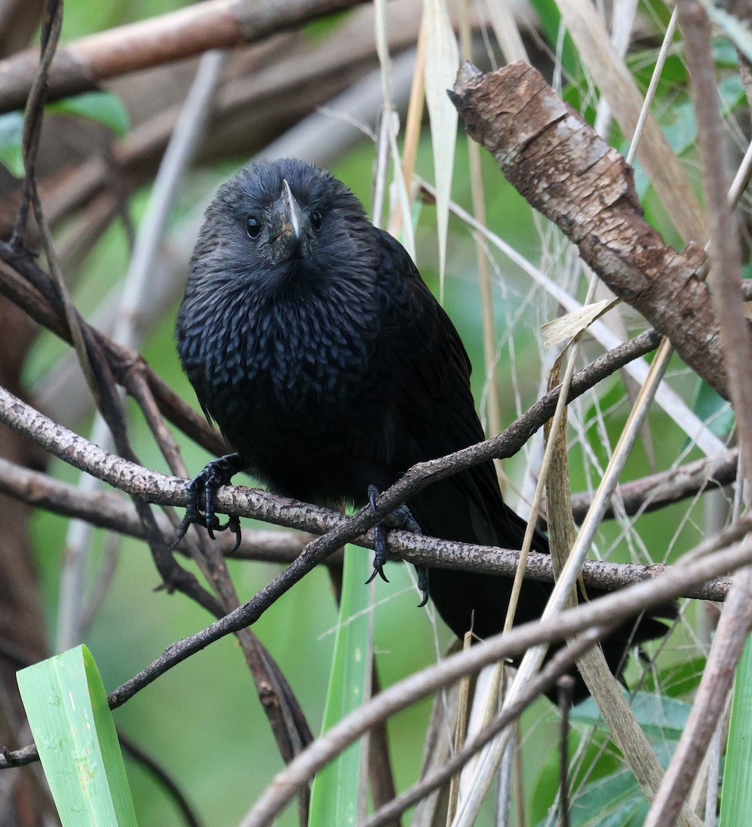 glattnebbani - ML647782500