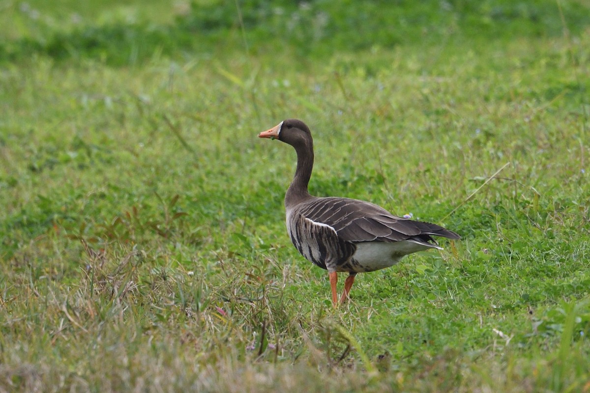 Ánsar Careto - ML647782503
