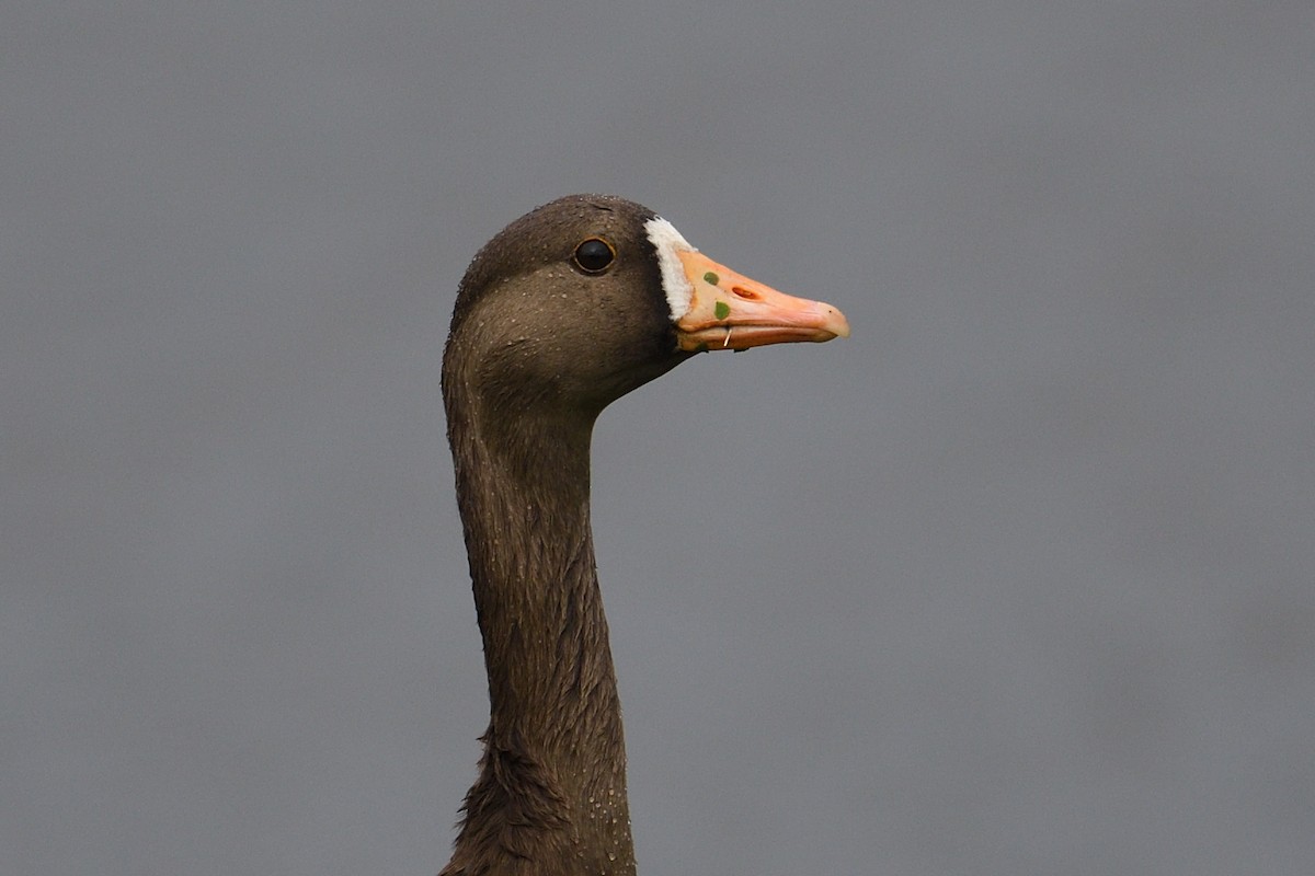 Ánsar Careto - ML647782508