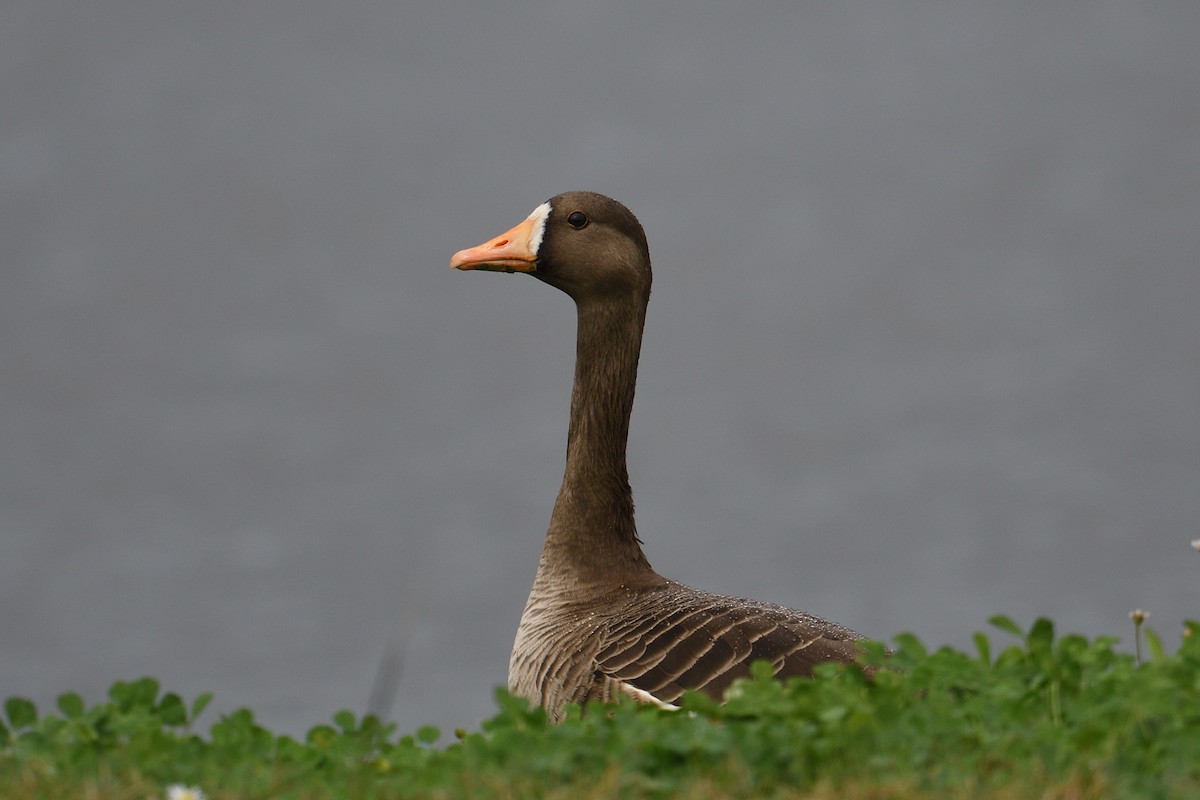 Ánsar Careto - ML647782533