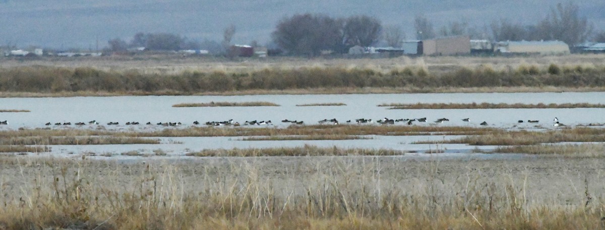 Cuchara Común - ML647782536