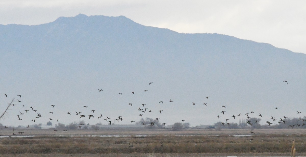 Cuchara Común - ML647782537