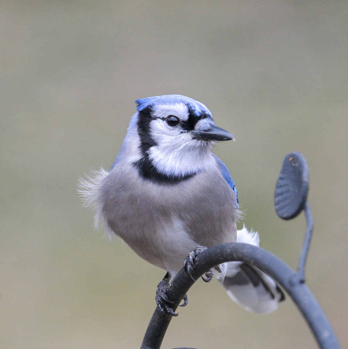 Blue Jay - ML647782538