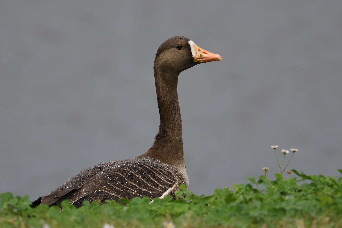 Ánsar Careto - ML647782539