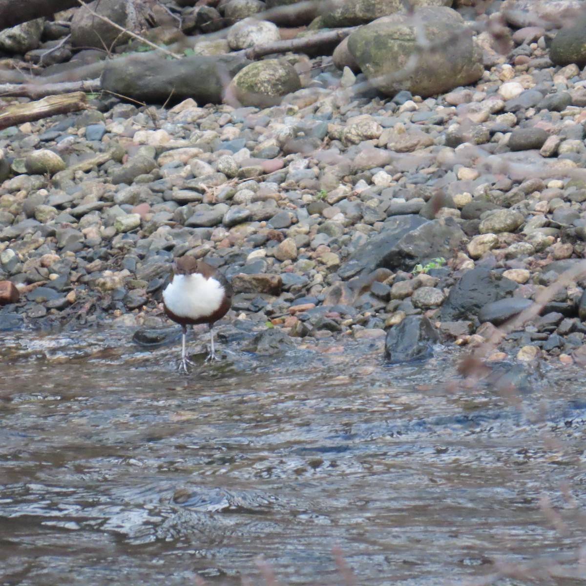 skorec vodní - ML647782549