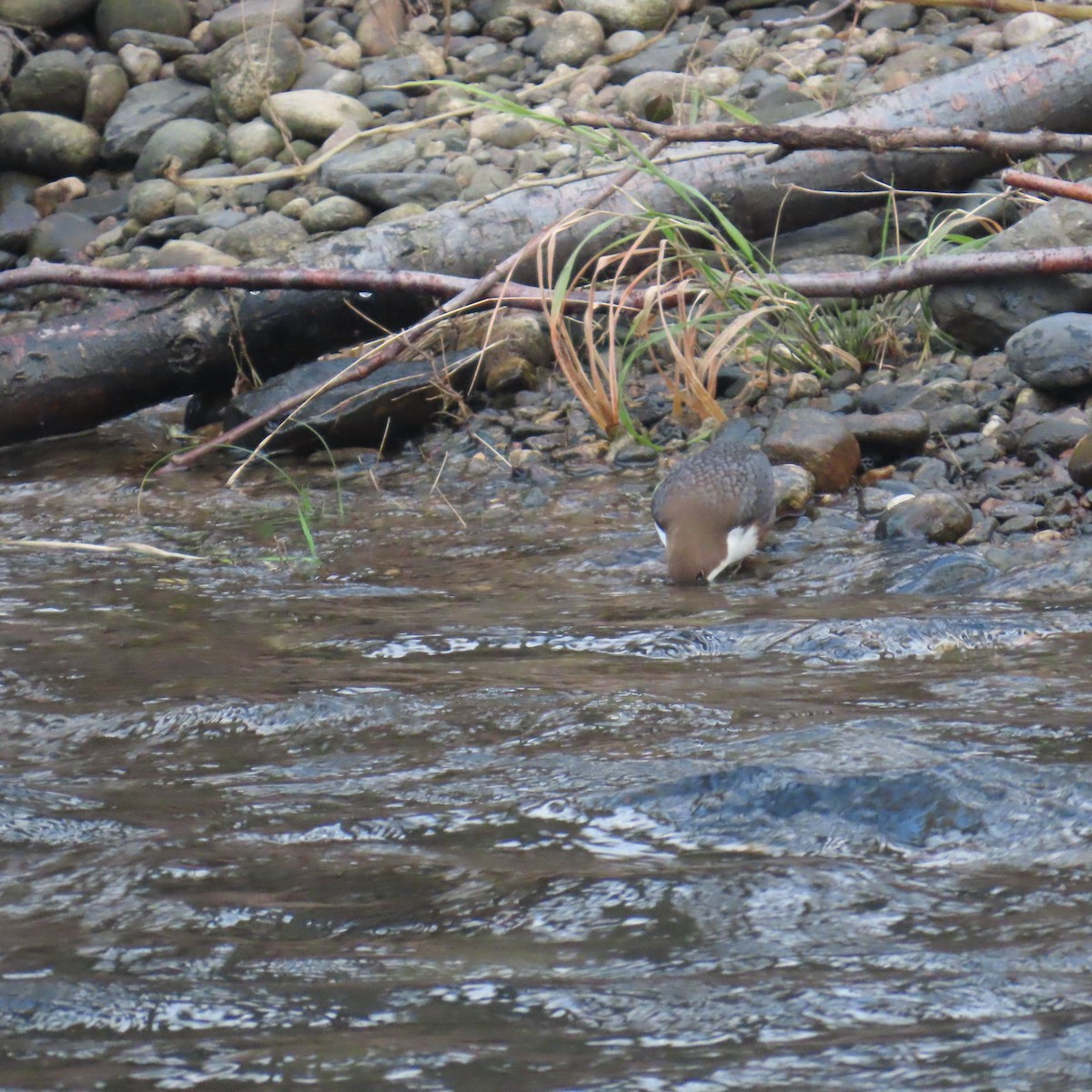 skorec vodní - ML647782550