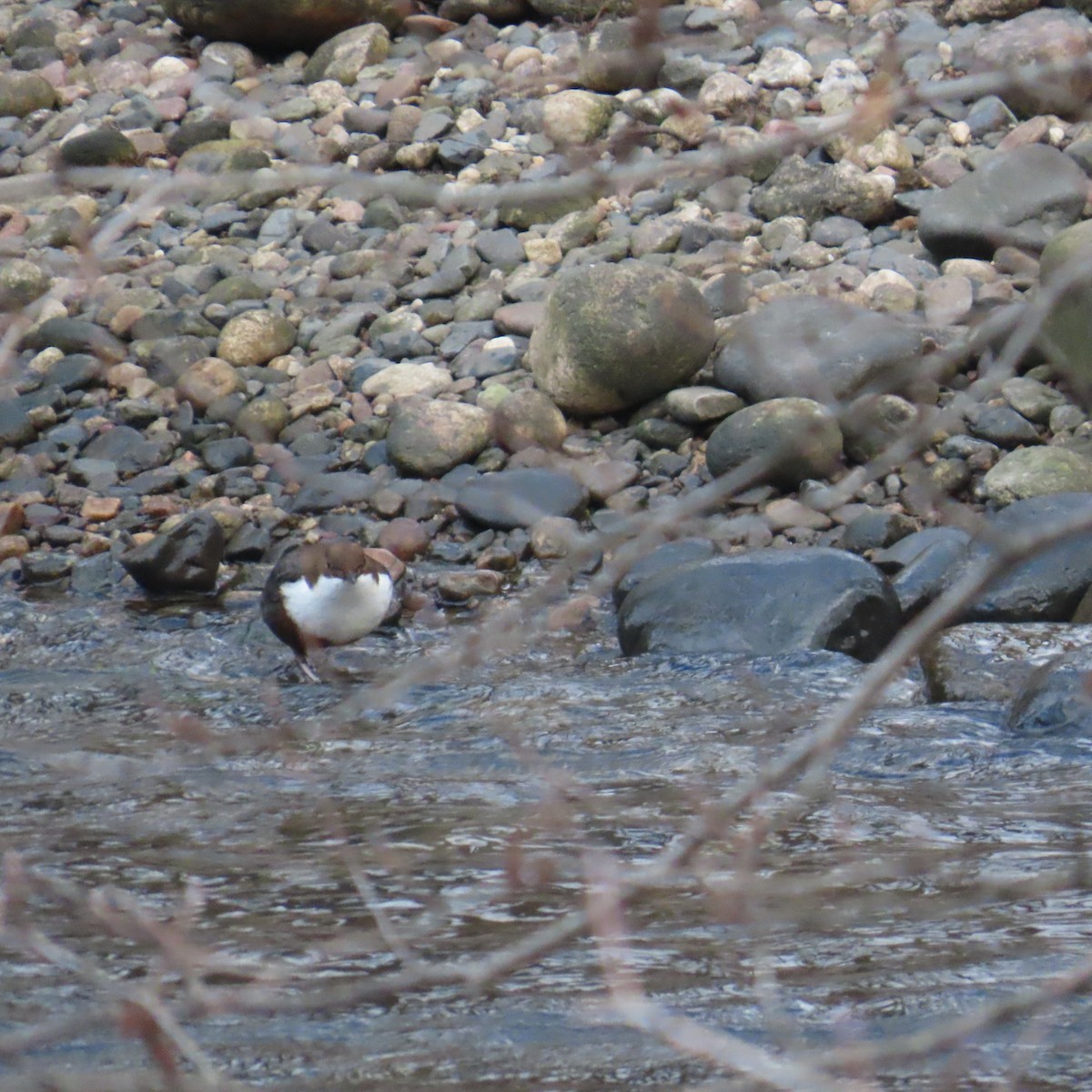 skorec vodní - ML647782551