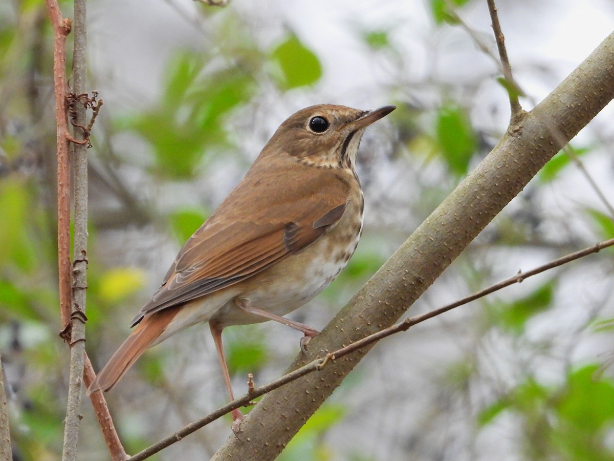 Hermit Thrush - ML647782556