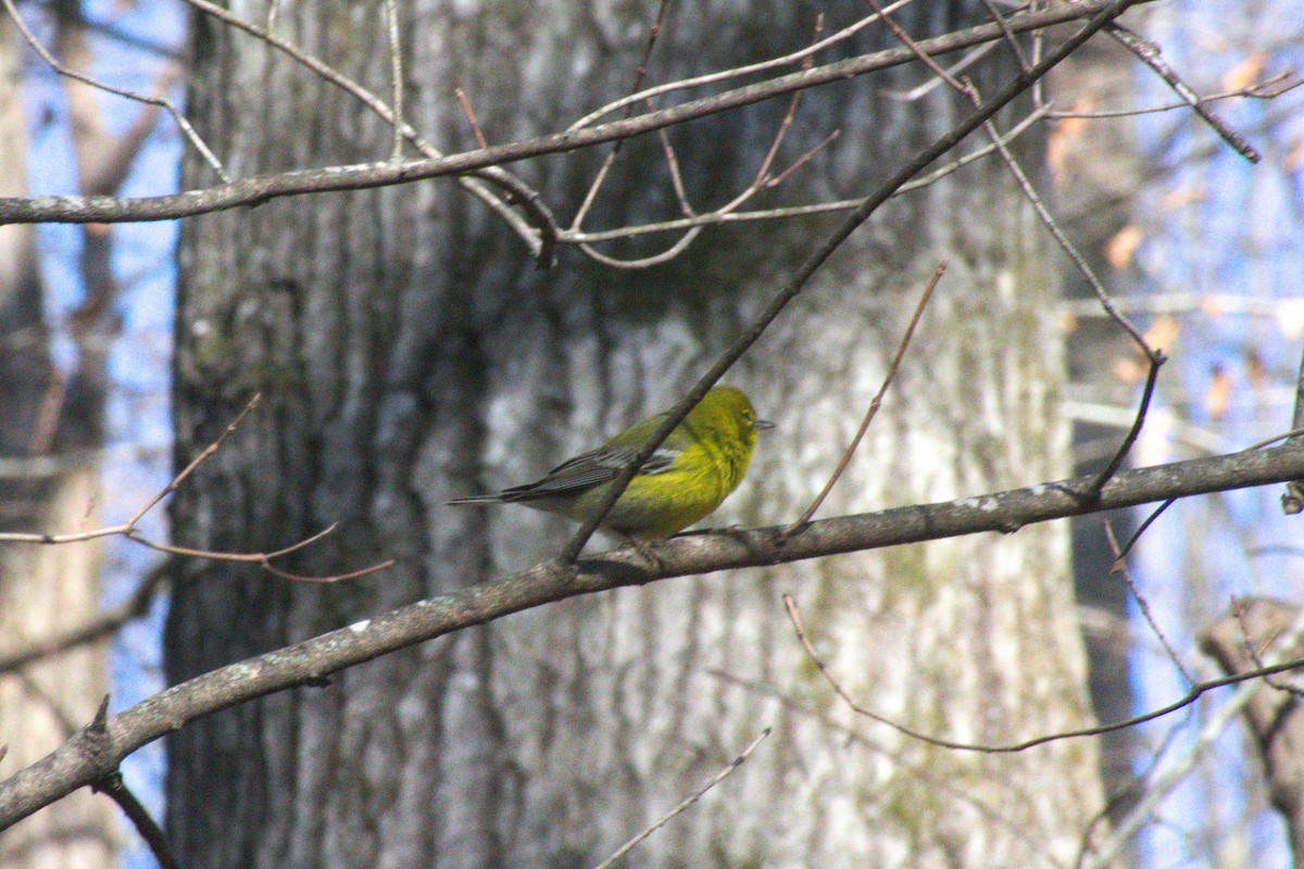 Pine Warbler - ML647782594